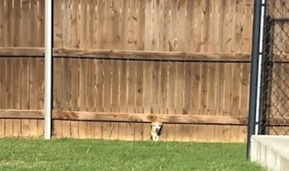 Vieron a una perrita asomar la cabeza por un agujero del cero de madera.