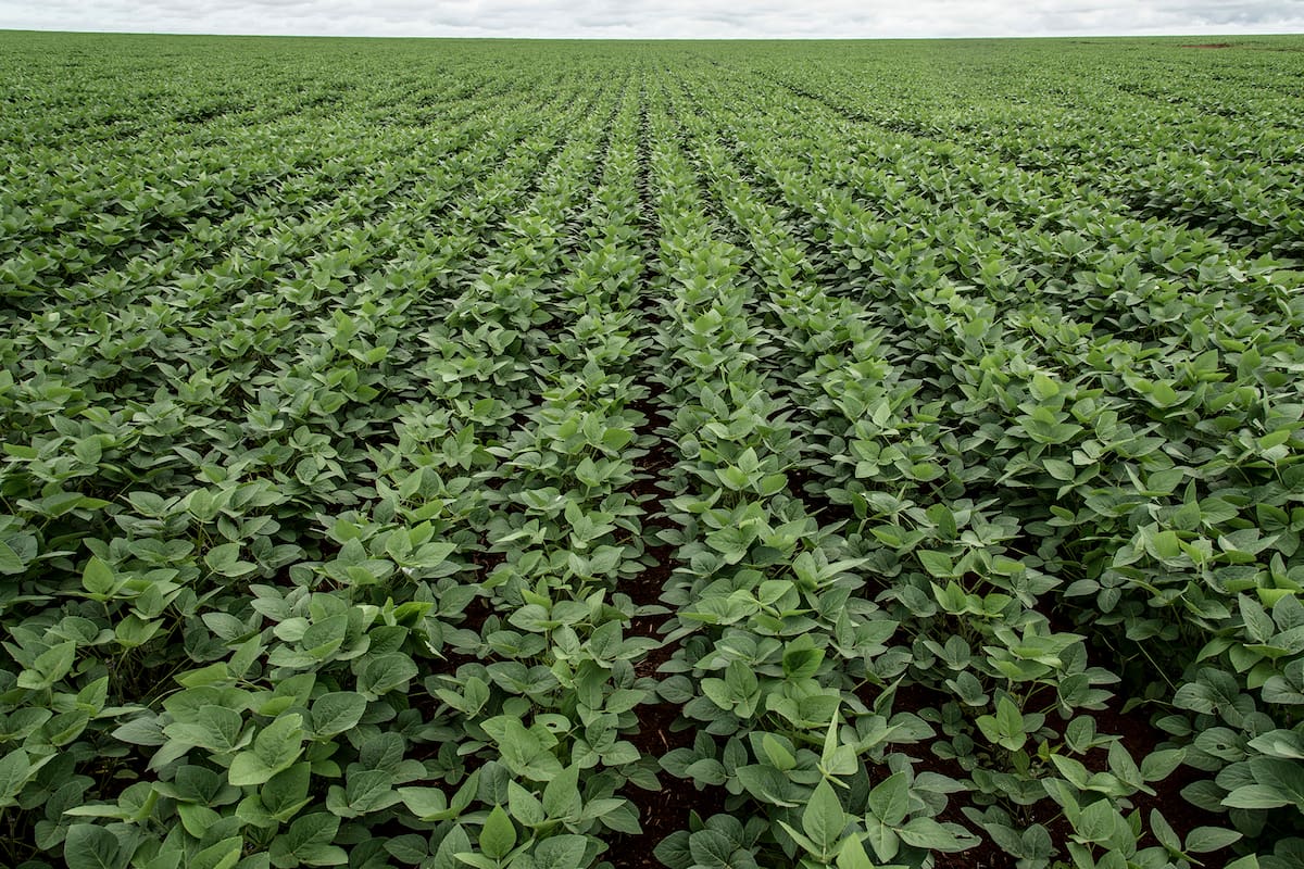 Views of the soy plantation at Bom Retiro's farm from Grupo BDM , about 100 km from Rondonopolis, Mato Grosso, Brazil on Wednesday December 11th, 2013 (Photo by Paulo Fridman/Corbis via Getty Images)