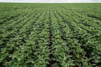 Views of the soy plantation at Bom Retiro's farm from Grupo BDM , about 100 km from Rondonopolis, Mato Grosso, Brazil on Wednesday December 11th, 2013 (Photo by Paulo Fridman/Corbis via Getty Images)