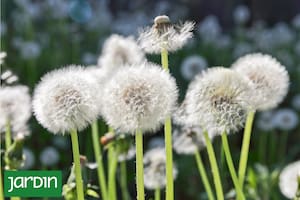 La planta que llegó en los equipajes de los inmigrantes y terminó conquistando el mundo