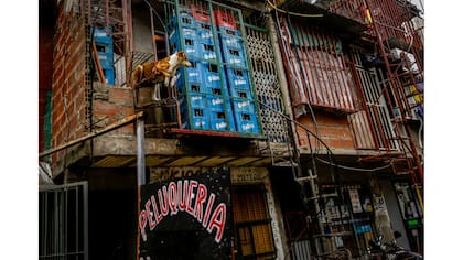 Un perro descansa en una de las escaleras en espiral que conducen a los pisos superiores de las casas
