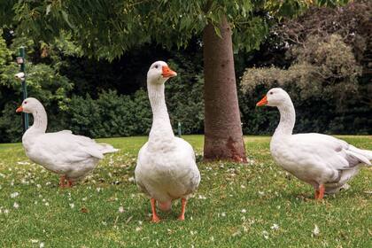 Gansos en el parque de Villa Ocampo
