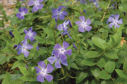 Vinca major