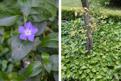 Vinca mayor (izquierda) y Hedera helix (derecha)