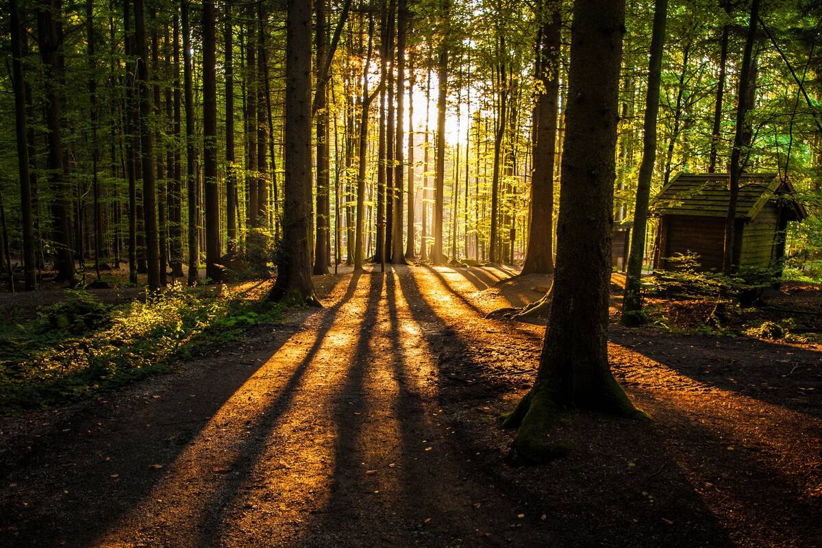 Vincularnos con el medio ambiente es un refugio contra la adicción a las pantallas