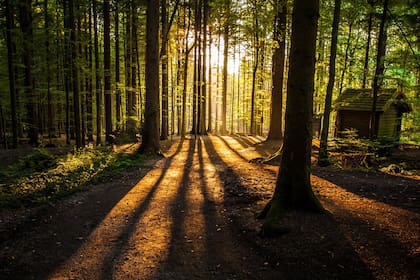 Vincularnos con el medio ambiente es un refugio contra la adicción a las pantallas