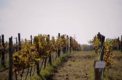 Viñedo de Mi Finca Gamboa. Foto: @mifincagamboa
