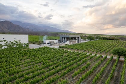 Viñedos, bodega y centro de hospitalidad de Bodega Dal Borgo