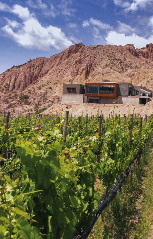 Viñedos de Yacoraite.