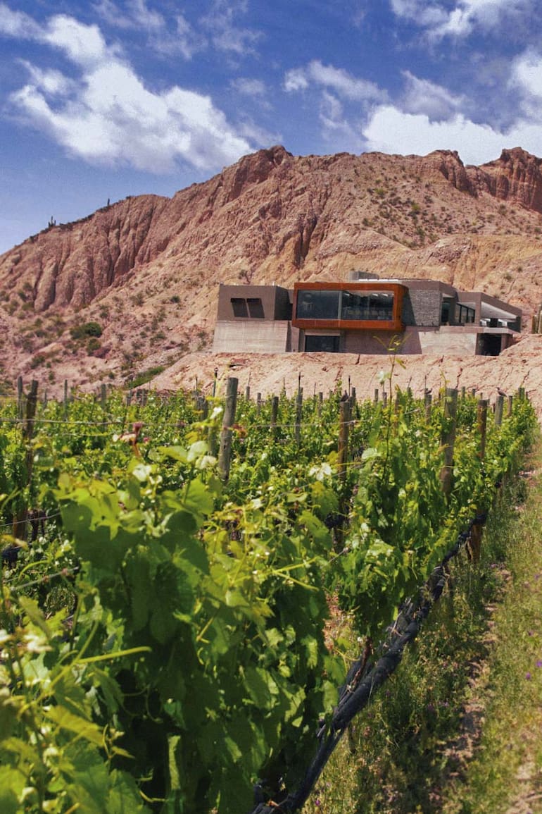 Viñedos de Yacoraite.