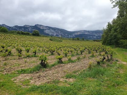 Viñedos de Aiurri, el proyecto que el grupo Alma Carraovejas lanzó en 2020 en el pueblo de Leza, también en Rioja Alavesa