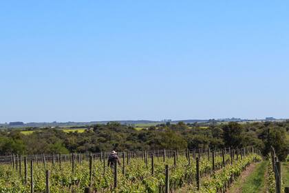 Viñedos de Bodega Cufré, cerca de Colonia