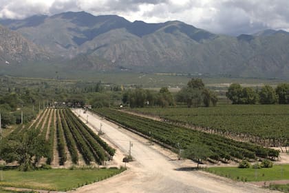 Viñedos de Cafayate en los que se cultiva Criolla Chica