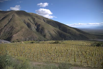 Viñedos de Colomé a 3100 metros de altura, donde se cultiva Pinot Noir