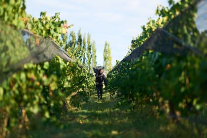 Viñedos de El Cepillo, en Valle de Uco, uno de los terruños argentinos donde brilla el Pinot Noir
