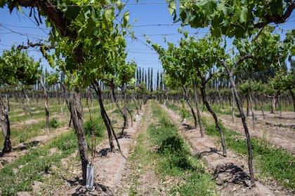 Viñedos de Finca La Anita en Agrelo, Mendoza