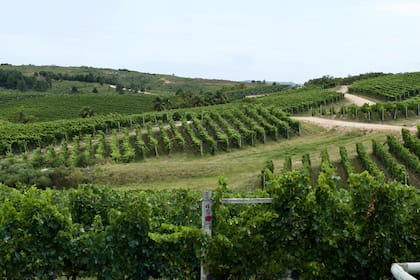 Viñedos de la bodega Garzón, la que más puestos obtuvo en el Top 20