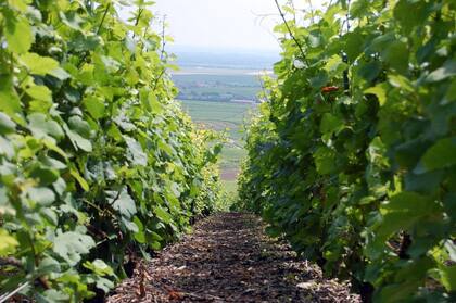 Viñedos de la región de Troyes - Champagne.