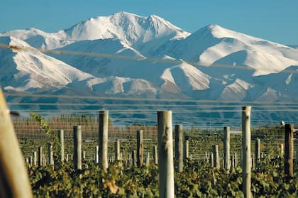 Viñedos de Luján de Cuyo, al pie del Cordón del Plata, en Mendoza