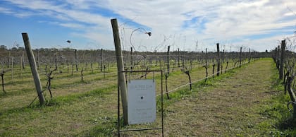 Viñedos de Malbec en Bodega Gamboa, en provincia de Buenos Aires