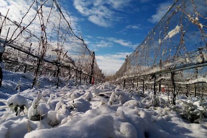 Viñedos de Otronia cubiertos de nieve