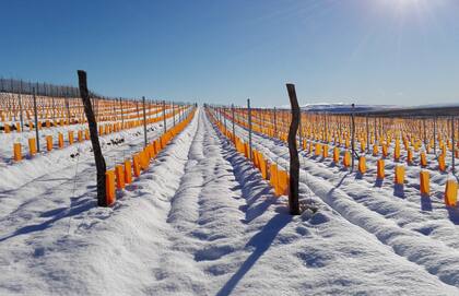 Viñedos de Otronia, plantados sobre el paralelo 45, en lo que es hoy la bodega más austral de la Argentina