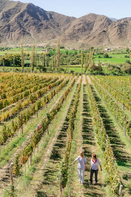 Viñedos de Torrontés en Salta
