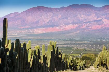 Viñedos de Torrontés en Cafayate, Salta