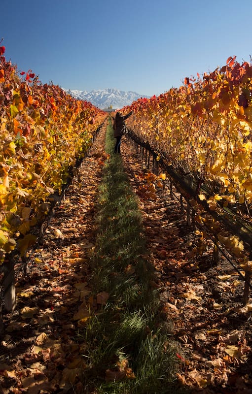 Viñedos de uvas tintas en Finca Decero.