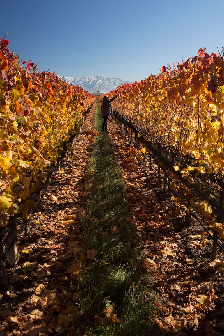 Viñedos de uvas tintas en Finca Decero.