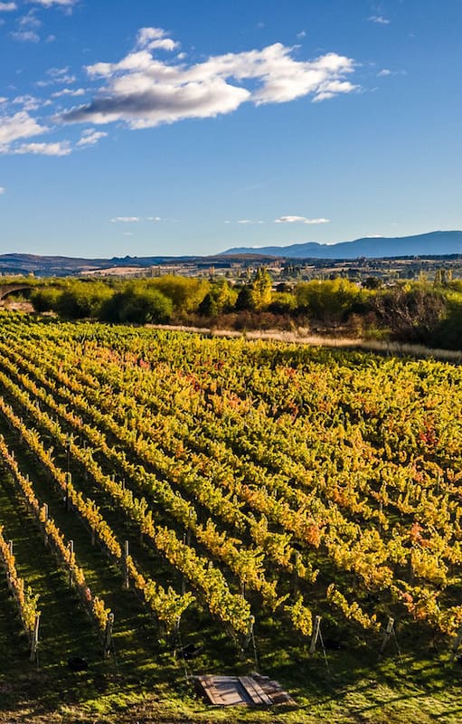 viñedos del sur, contracorriente