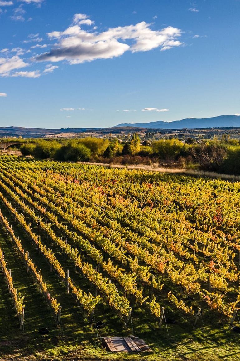 viñedos del sur, contracorriente
