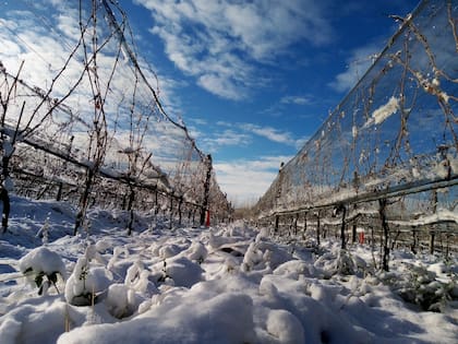 Viñedos en la bodega Otronia, en Chubut, donde nace el Vino Rosado del Año de Tim Atkin