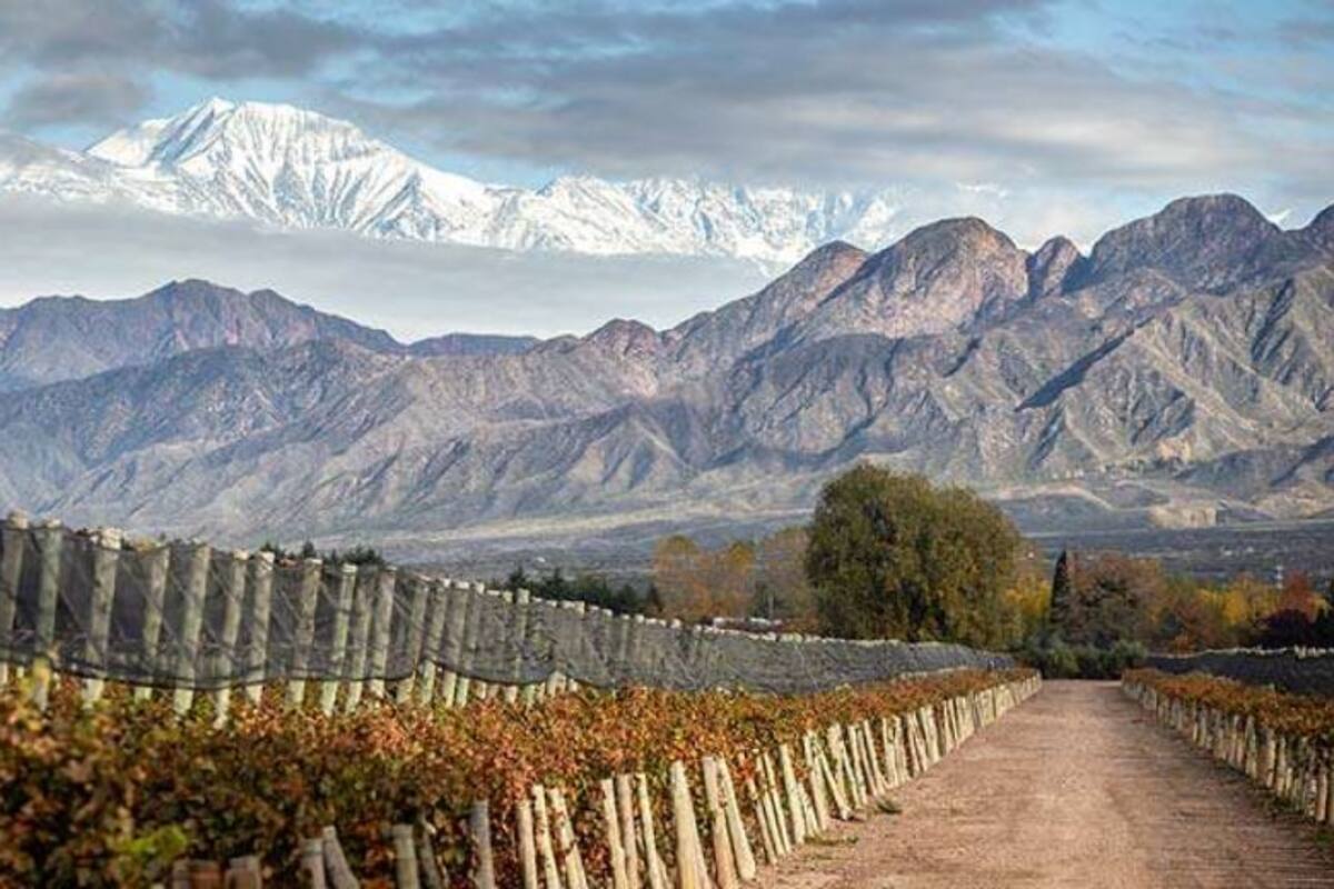 Viñedos en Las Compuertas, Mendoza
