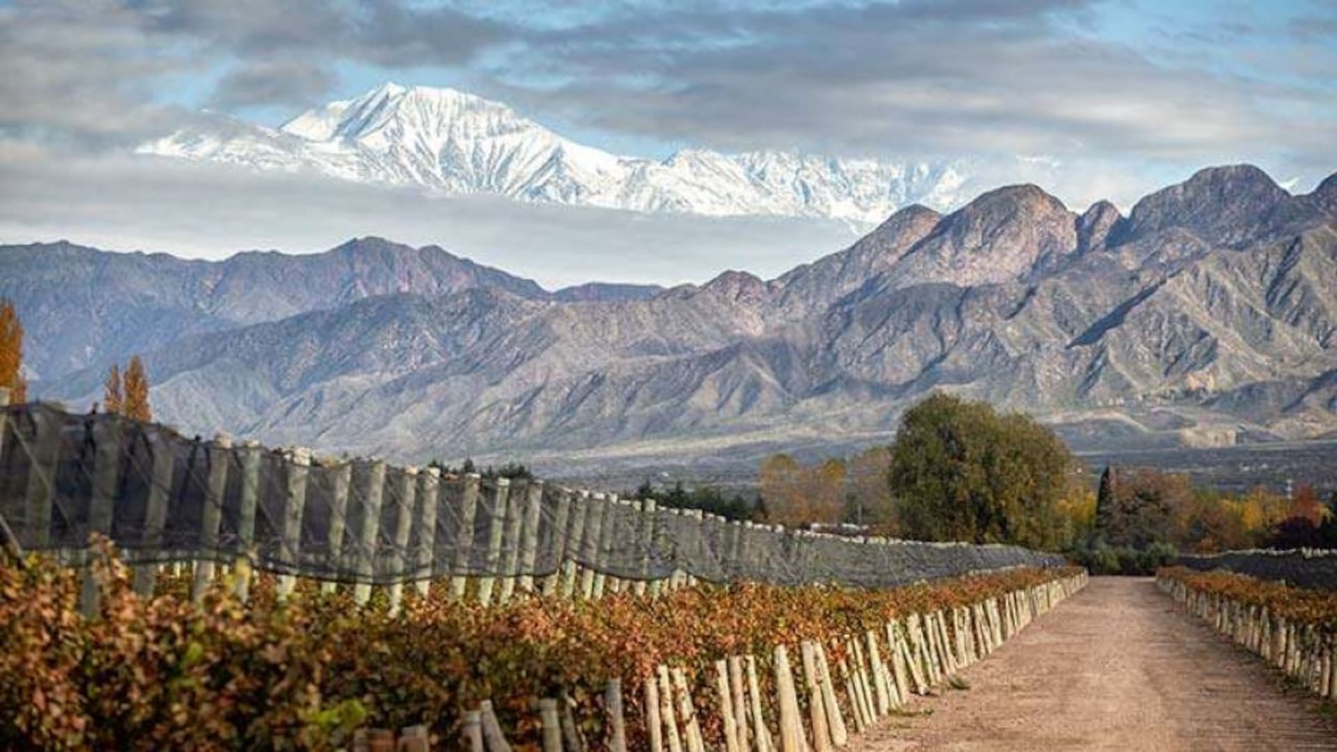 Viñedos en Las Compuertas, Mendoza