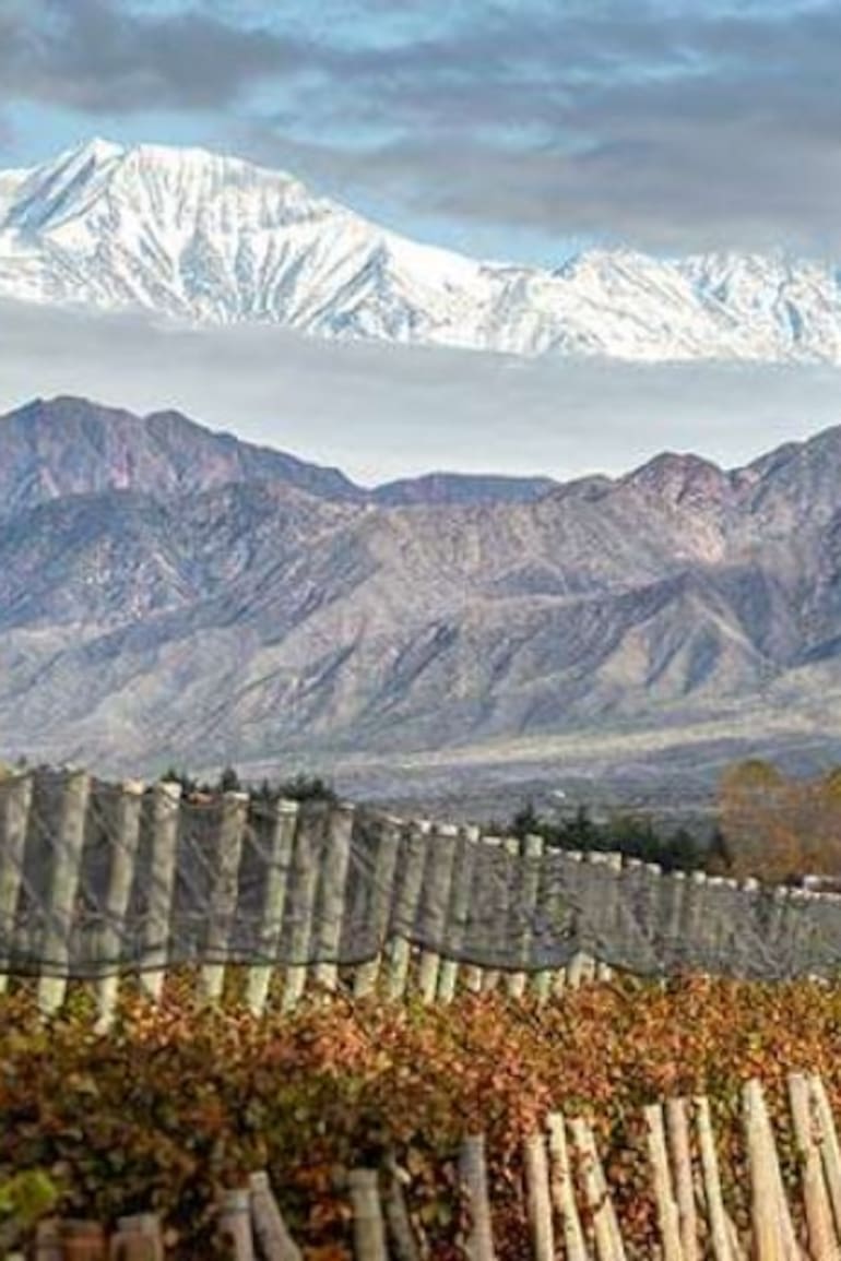 Viñedos en Las Compuertas, Mendoza