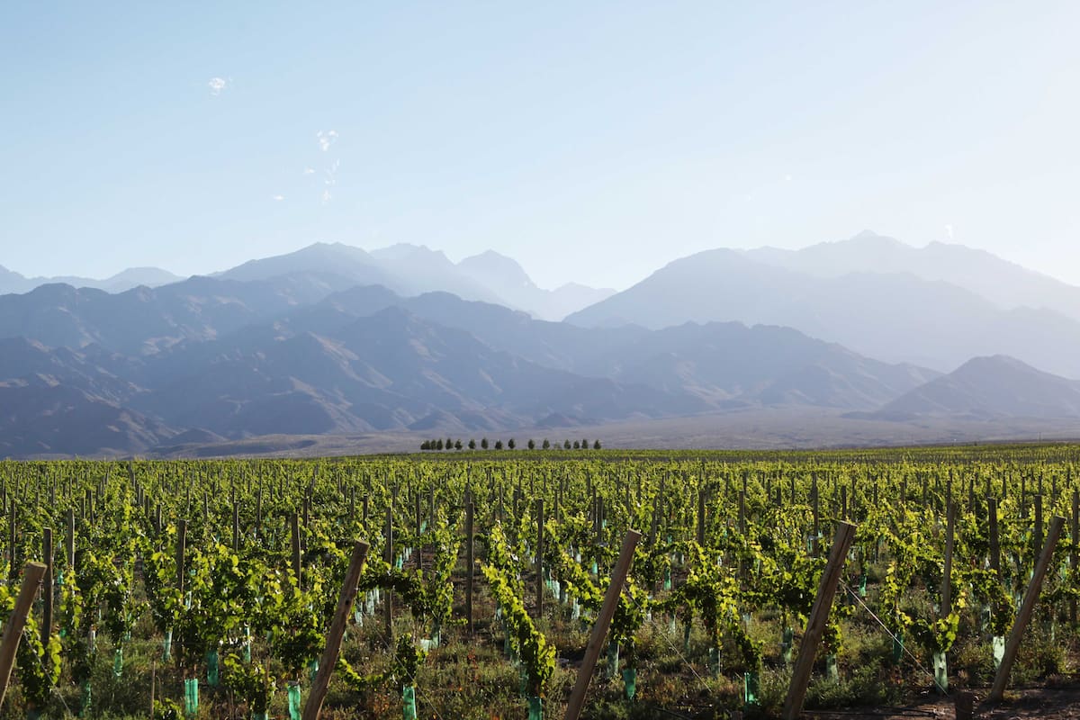 Viñedos mendocinos de Valle de Uco