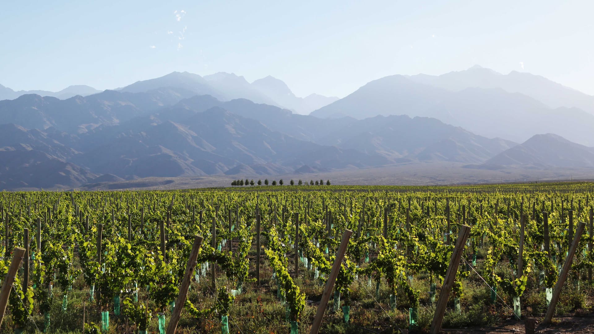Viñedos mendocinos de Valle de Uco