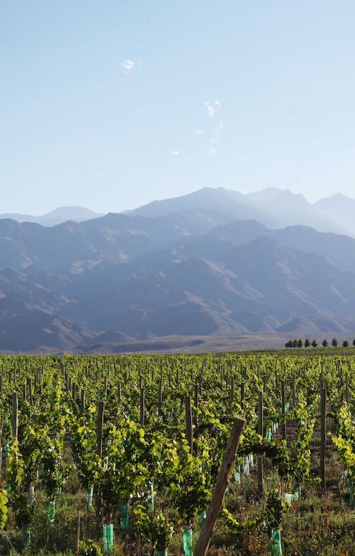 Viñedos mendocinos de Valle de Uco