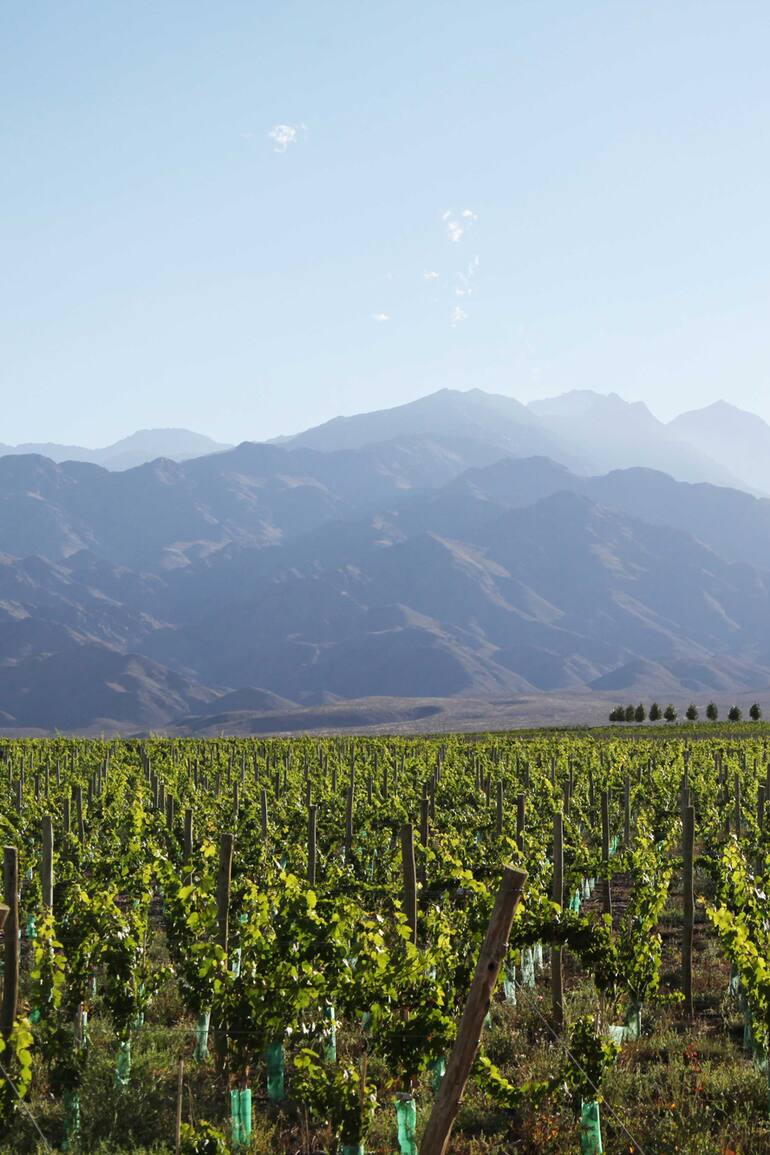 Viñedos mendocinos de Valle de Uco