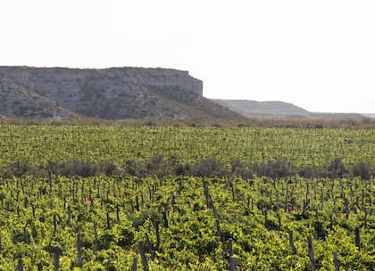 Viñedos plantados al pie de la barda, en la finca de la bodega Ribera del Cuarzo en Valle Azul, Río Negro