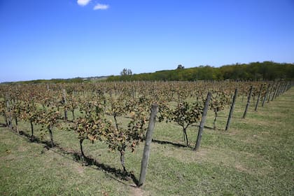 VIñedos plantados en espaldero: un paisaje poco común tan cerca de la ciudad