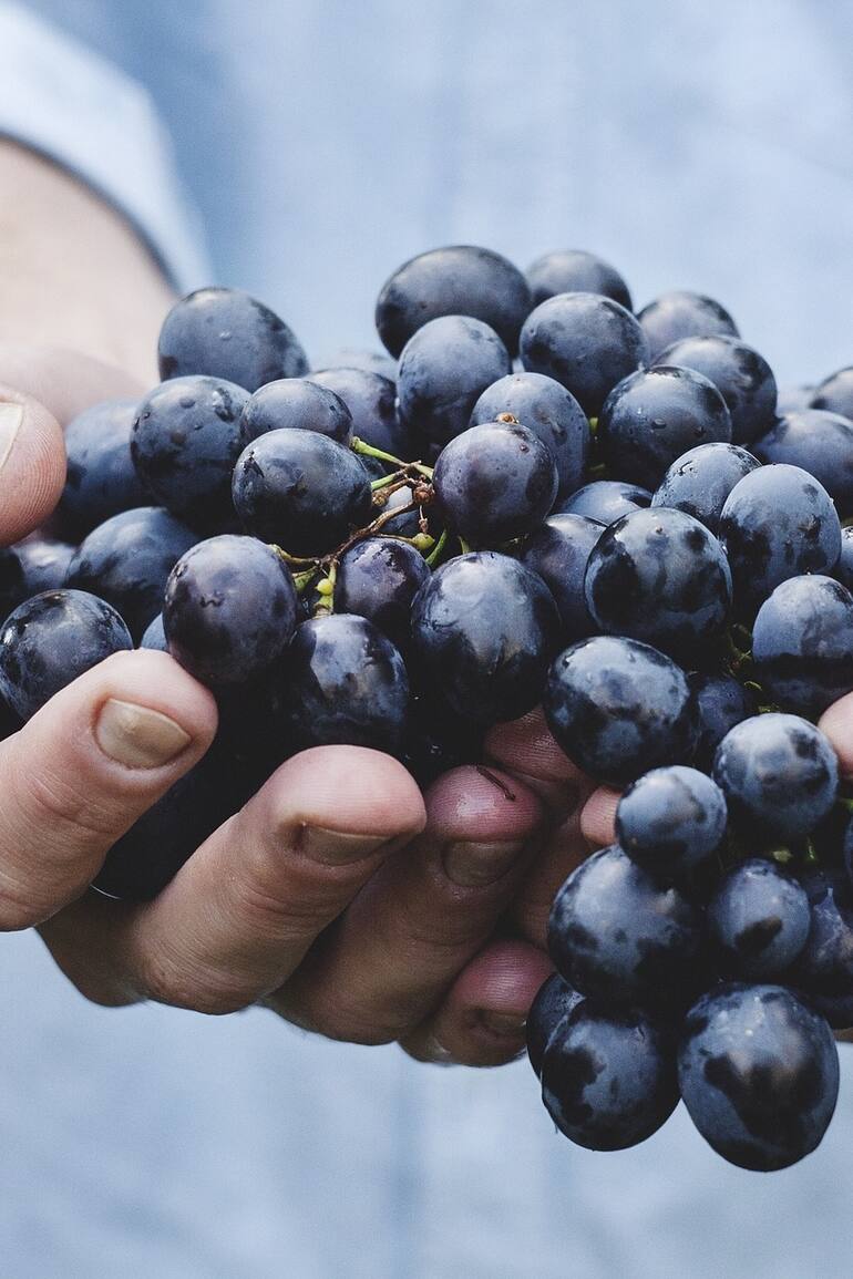 Vinos orgánicos.