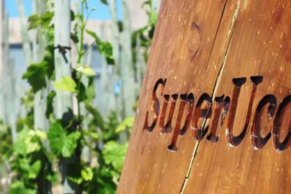 Vinos naturales en donde la cordillera deja su impronta de montaña