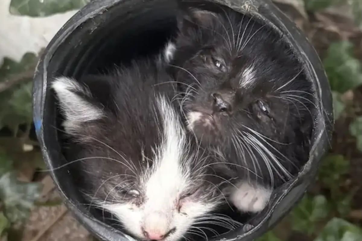 Vio un gatito dentro del desagüe y lo que encontró a continuación la dejó sin palabras
