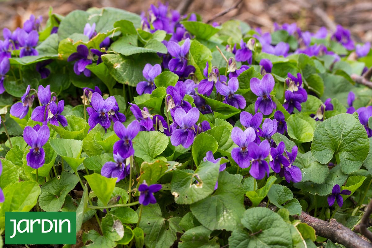 Viola odorata, una flor diminuta que obliga a agacharse