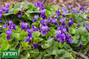 Viola odorata, una flor diminuta que obliga a agacharse