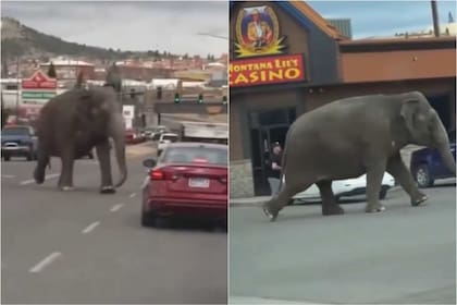 Viola, una elefante de 58 años, huyó de un circo y paseó por una ciudad de Montana