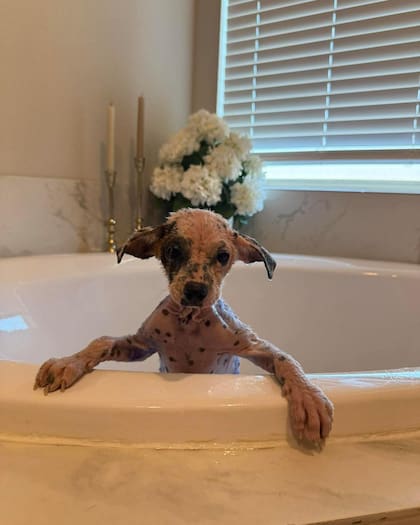 Violet continúa con sus baños medicados para tratar la sarna.