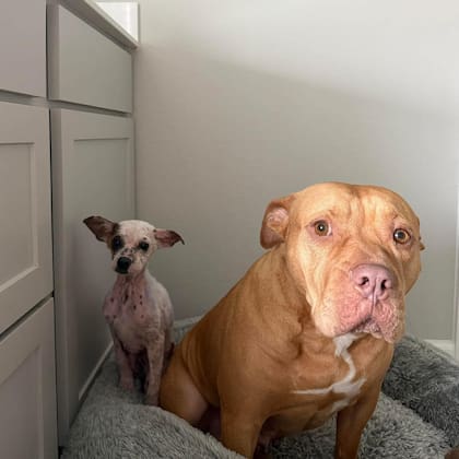 Violet disfruta de la compañía de la perra de raza Pitbull que vive con Bri.